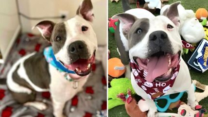 She’s Been Waiting 500 Days: Harmony the Pit Bull Deserves a Second Chance