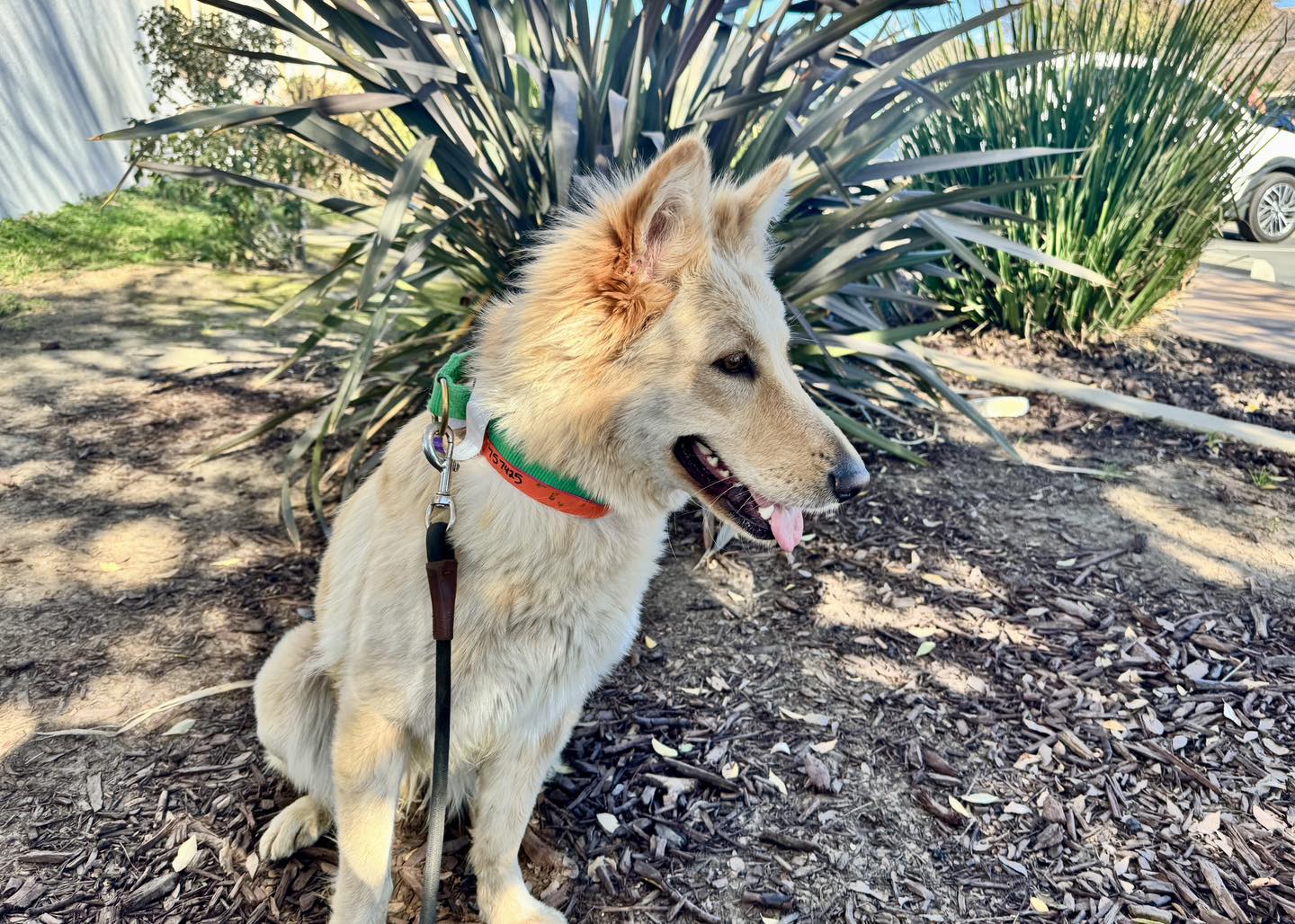 Lovely Layla is ready for adoption!