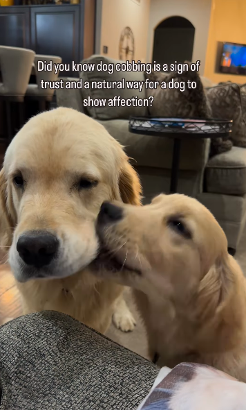 Golden Retriever Gently “Cobs” Fur Sibling—The Sweetest Display of Love You’ll See Today