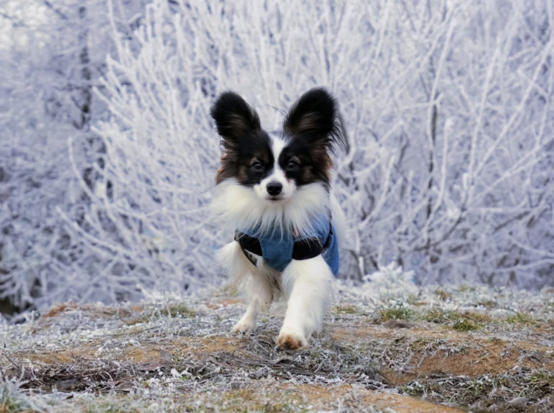 Papillons