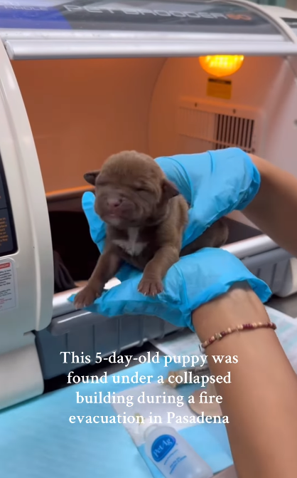 Heartbreaking Rescue: 5-Day-Old Puppy Found Beneath Rubble During Eaton Fire Evacuation