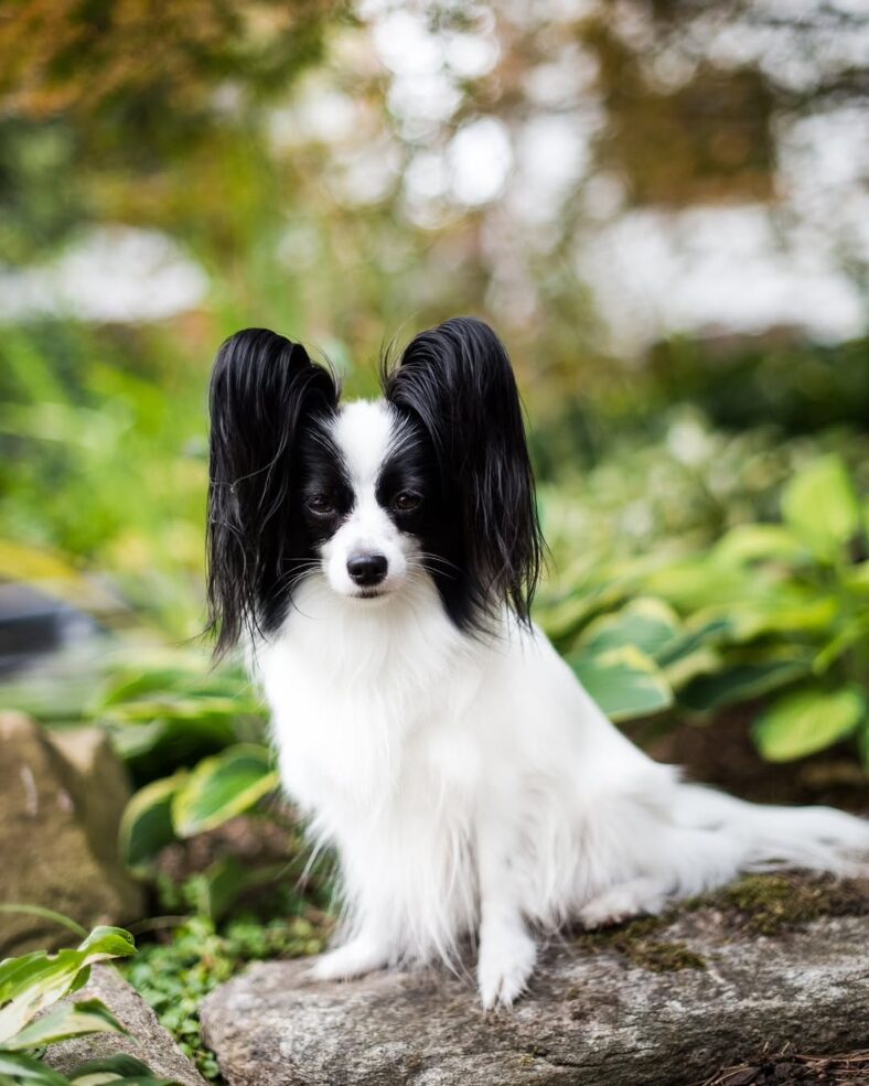 Papillons