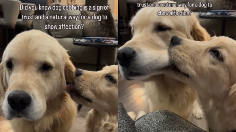 Golden Retriever Gently “Cobs” Fur Sibling—The Sweetest Display of Love You’ll See Today