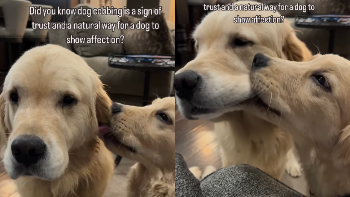 Golden Retriever Gently “cobs” Fur Sibling—the Sweetest Display Of Love 