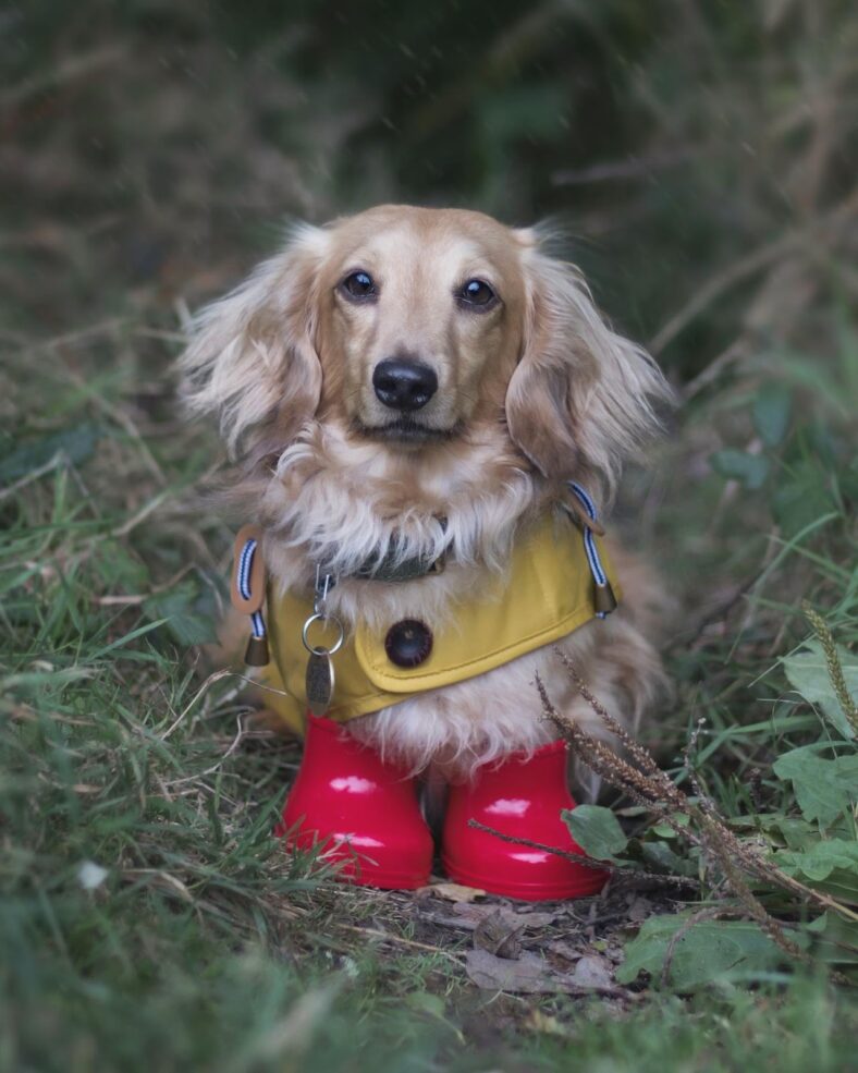 Fluffy Wiener Dogs