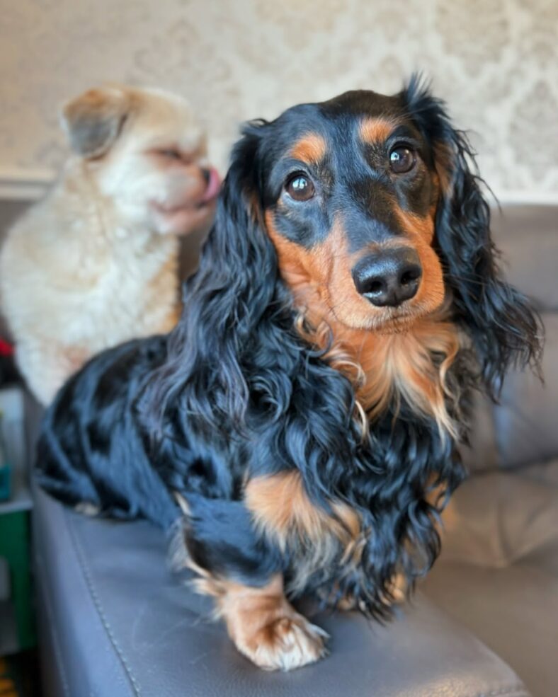 Fluffy Wiener Dogs