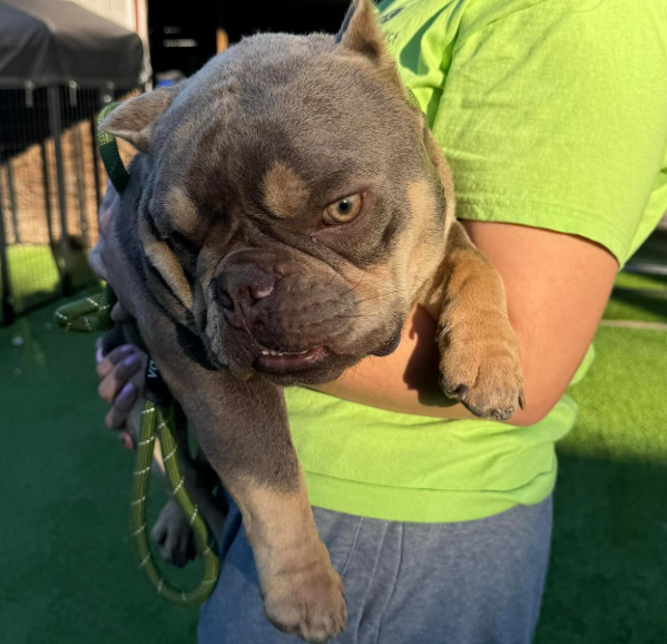 French Bulldog Used In Dog Fighting Ring Won’t Stop Walking in Circles, In Need of a Fresh Start 