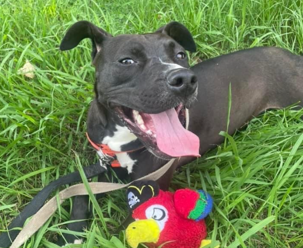 Heartbreak as Sweet Dog Waits 2,000 Days Overlooked in the Shelter, Without a Single Application