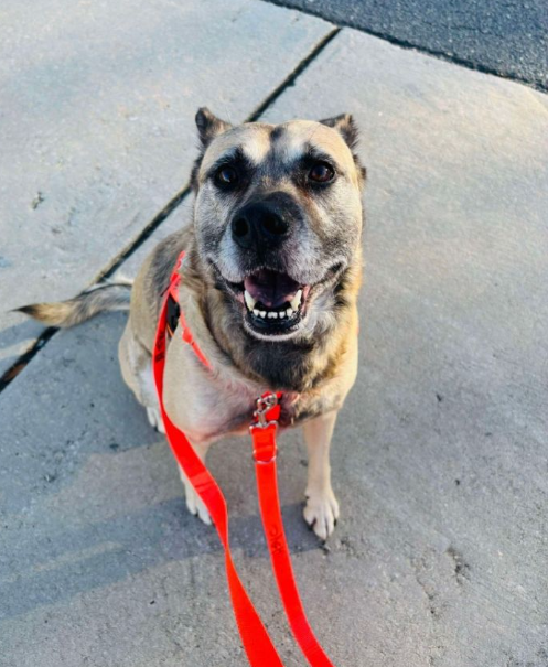 Heartbreak as Sweet Dog Waits 2,000 Days Overlooked in the Shelter, Without a Single Application
