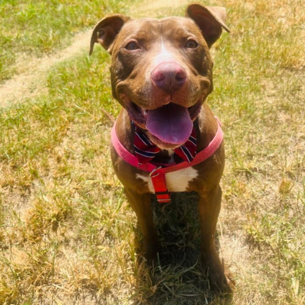 Heartbreak as Sweet Dog Waits 2,000 Days Overlooked in the Shelter, Without a Single Application