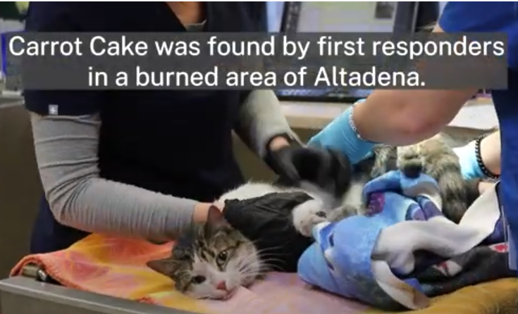 Altadena Man Cries With Joy After Reuniting With Cat Who Went Missing During LA Wildfires 