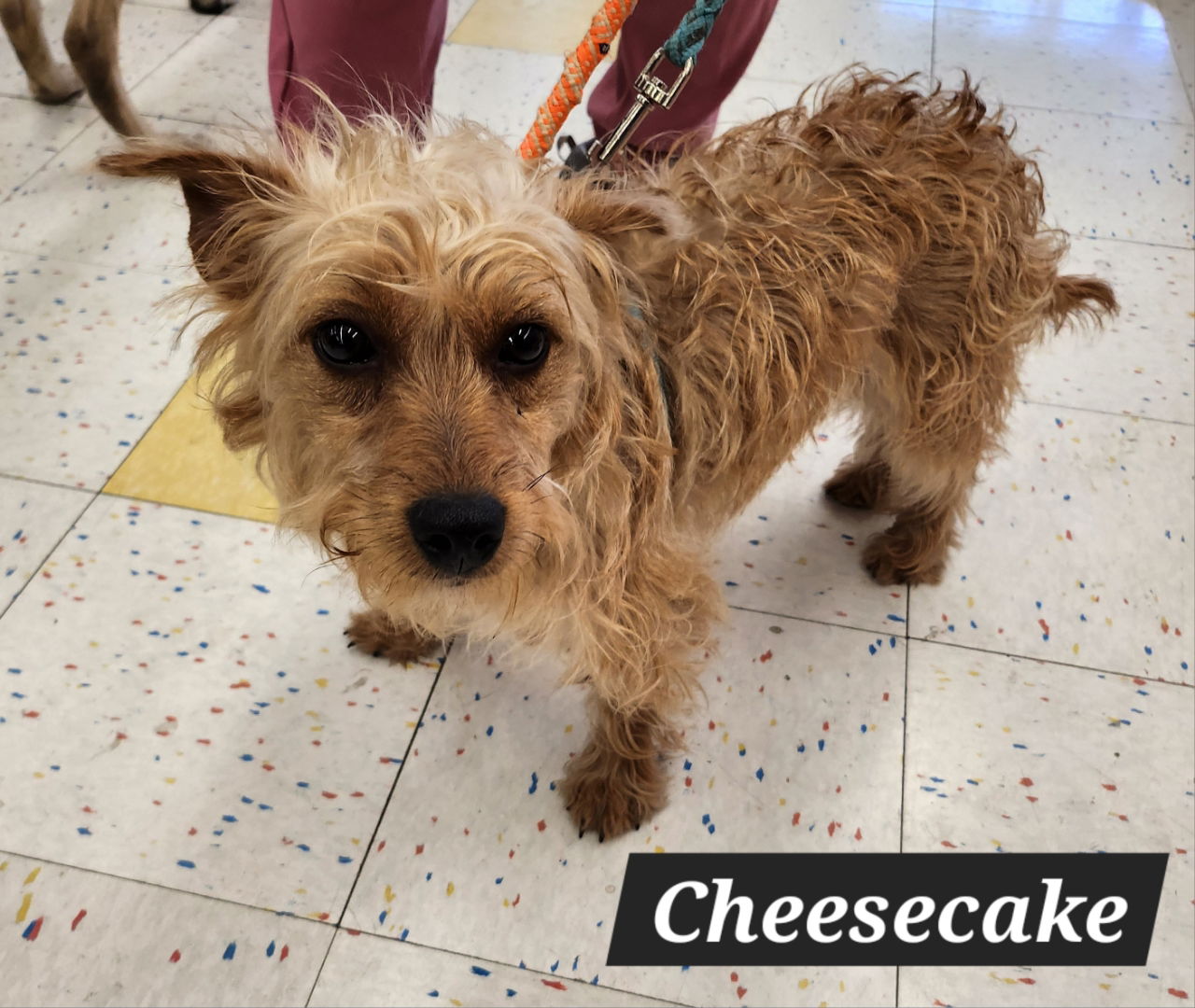 Cheesecake B