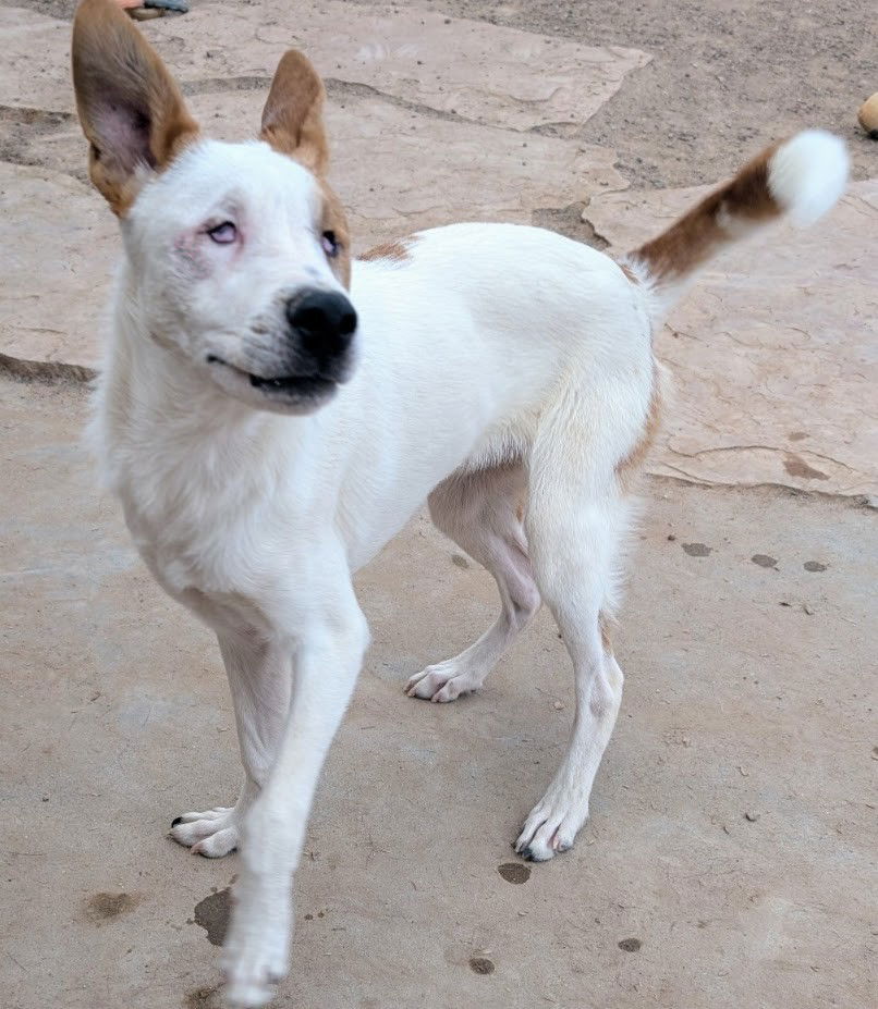 ZsaZsa&Zeke (bonded:special needs - BLIND)