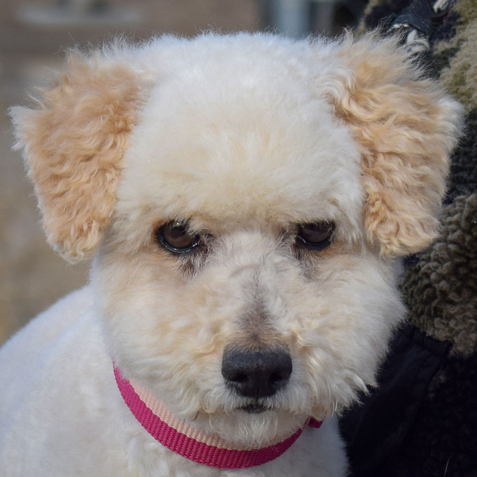 Snowball
