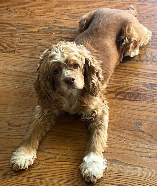 Ginger