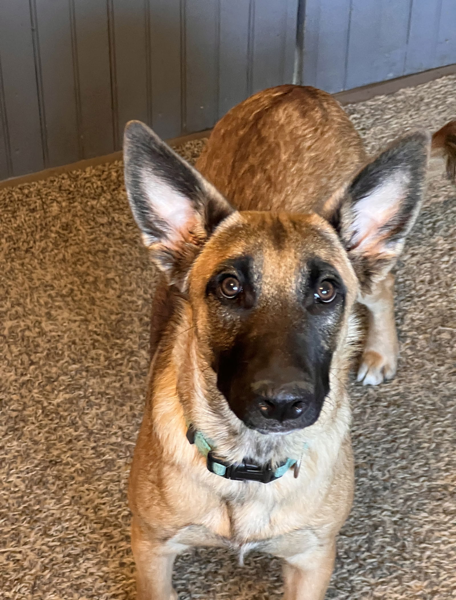 Loki
