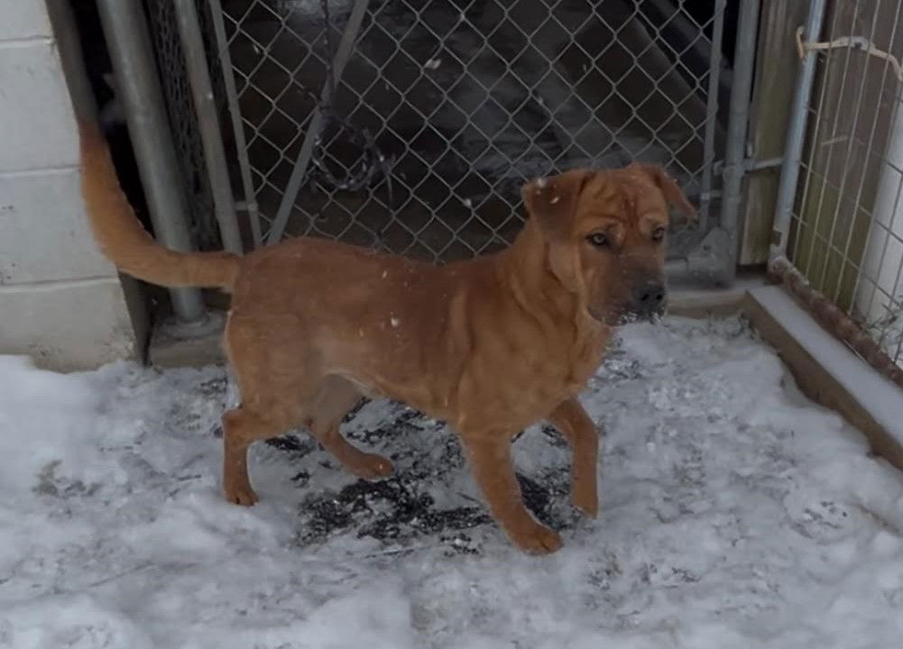 Copper
