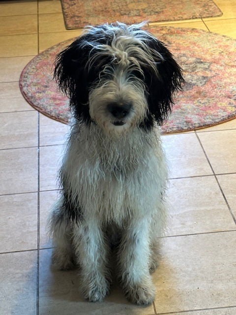 Bodhi
