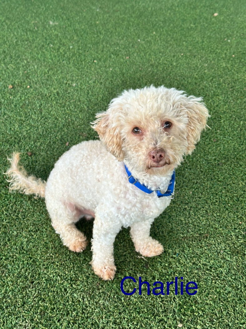 Charlie