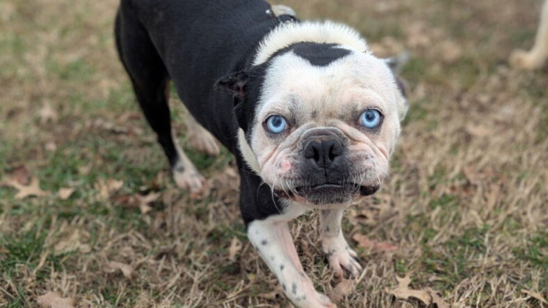 Pudge
