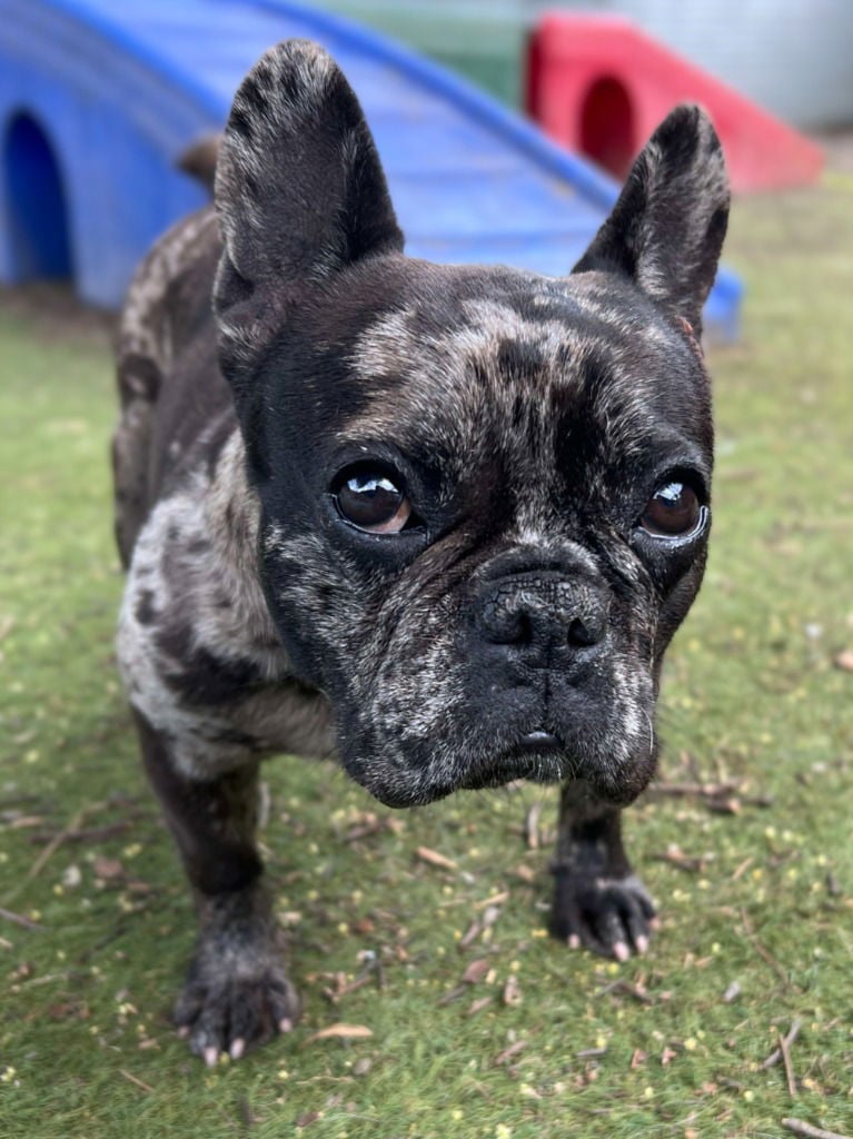Grunt