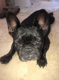 Purebred Frenchie female Prisi
