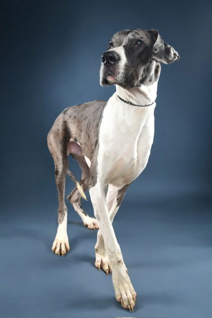 Split Foster Needed!