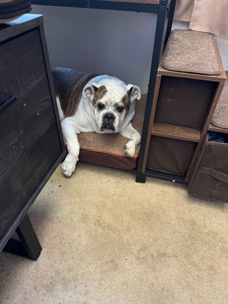 Mattie - Adopt Me!