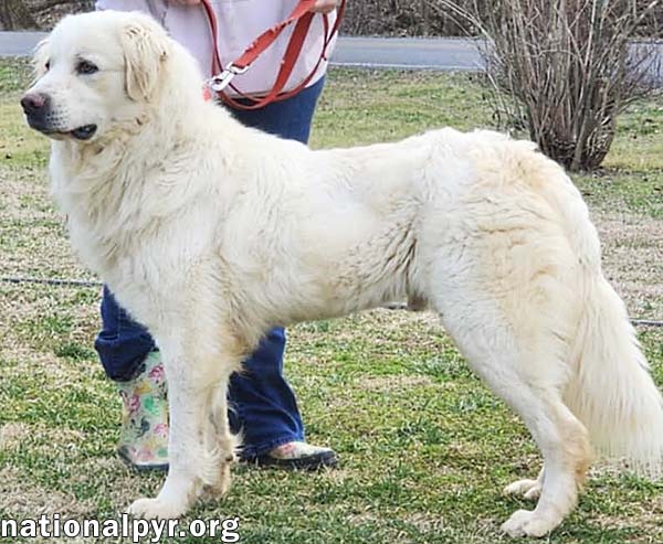 Ronno in CT - Happy & Playful Boy!