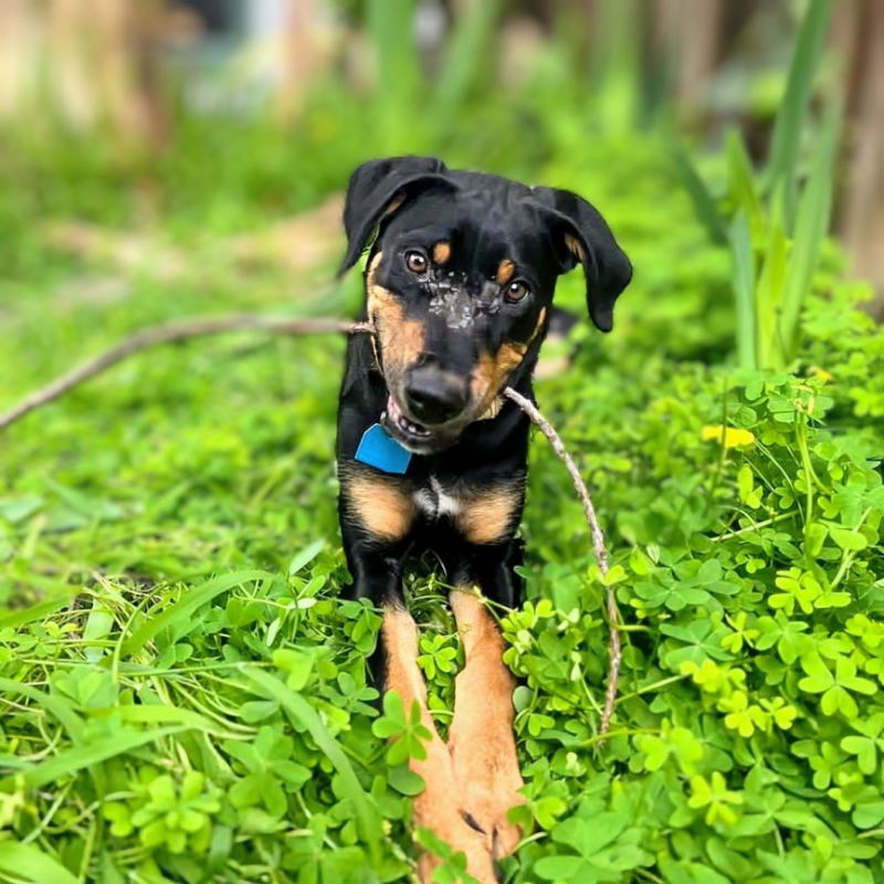 Savannah