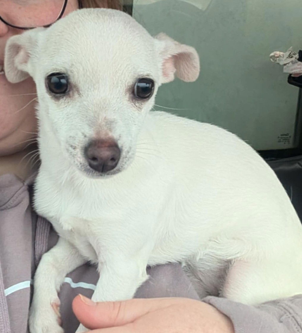 SPONSOR OR FOSTER ME - Pixie