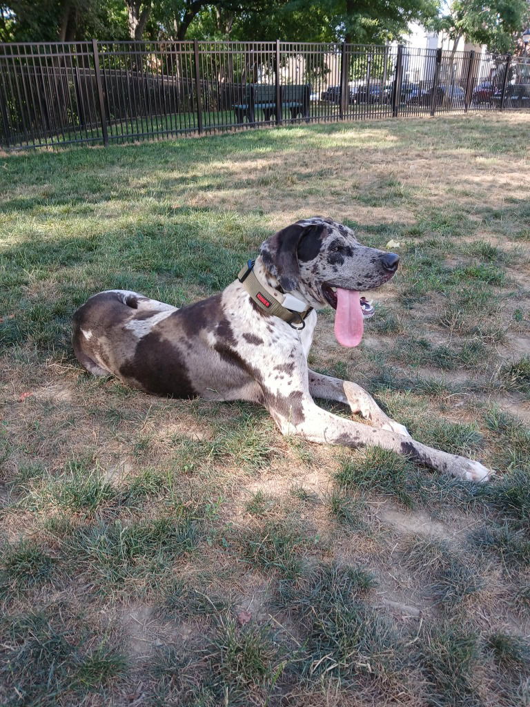 Marley