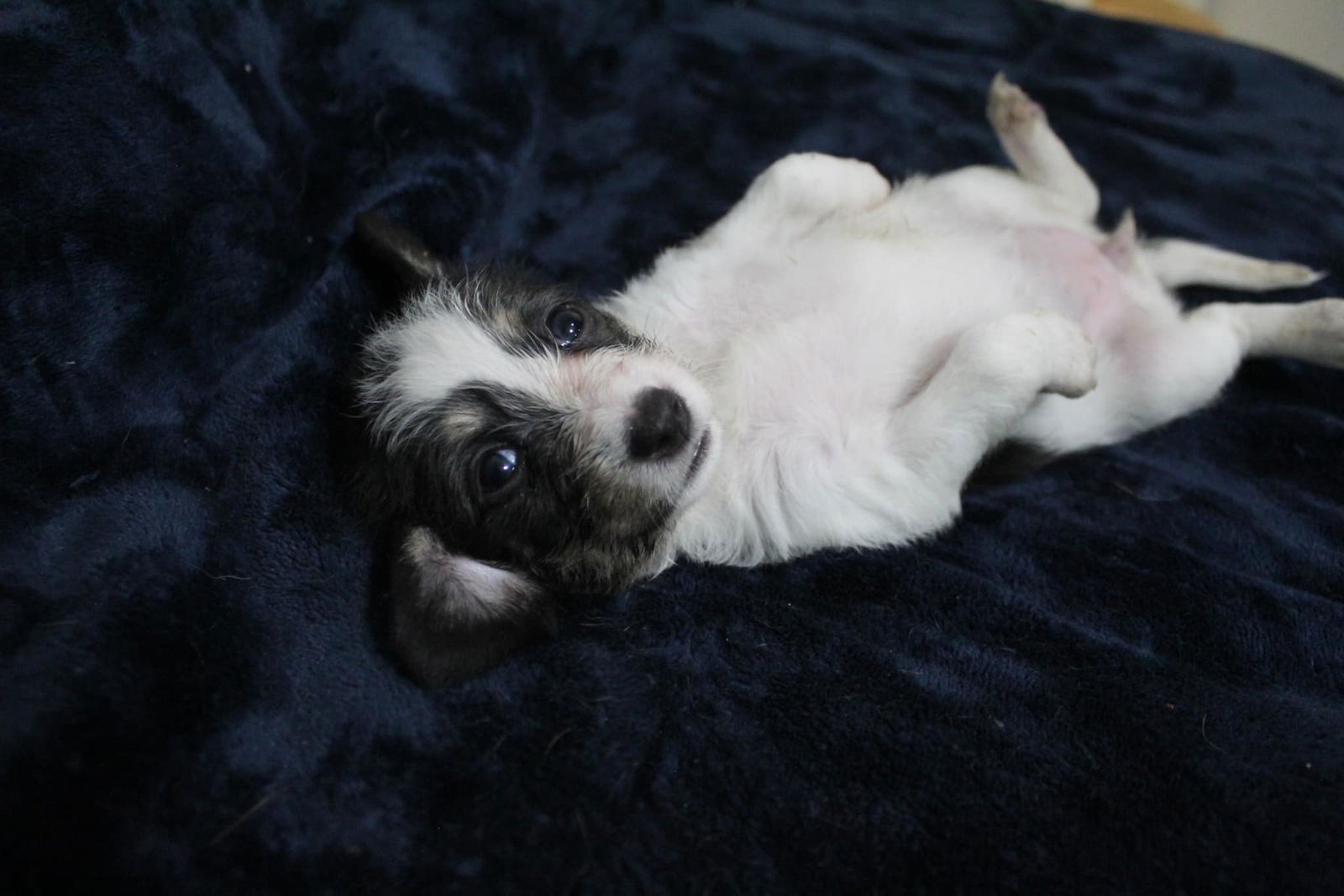 Moofie