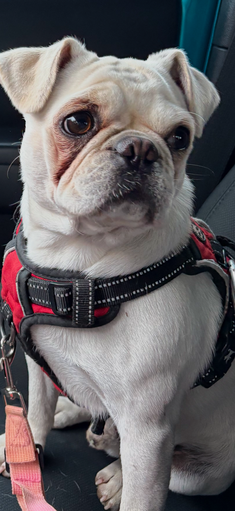 Rufus / Charlie