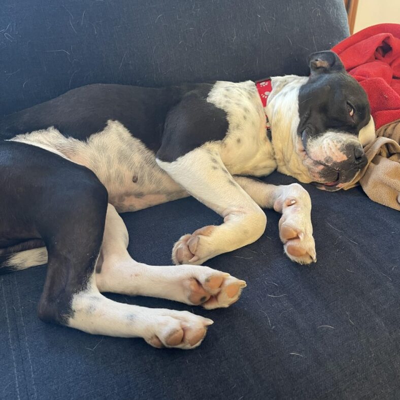 Dog Found in Snowy Abandoned Building Does The Sweetest Thing When Rescued