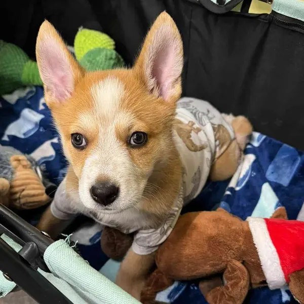 11-Week-Old Puppy Endured Unthinkable Abuse—Now His Fight for Survival Begins
