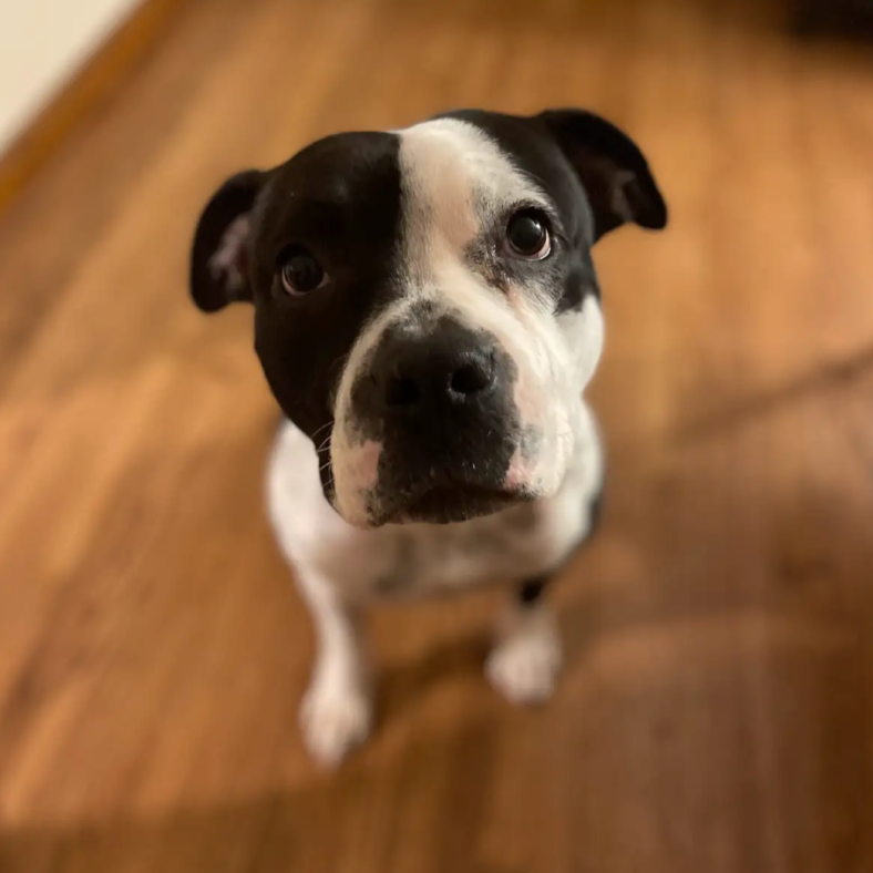 Dog Found in Snowy Abandoned Building Does The Sweetest Thing When Rescued