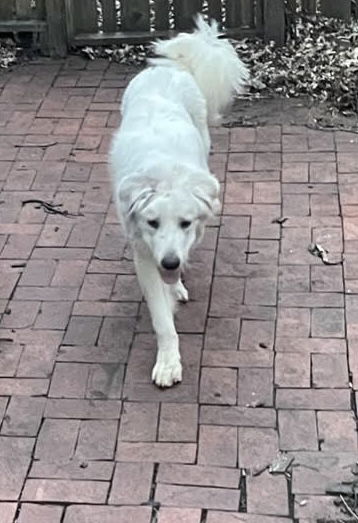 Ludo