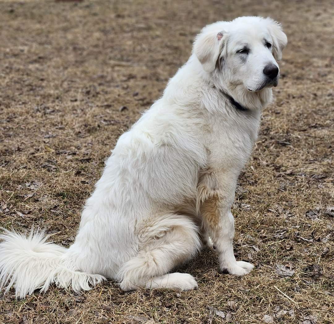 Ludo