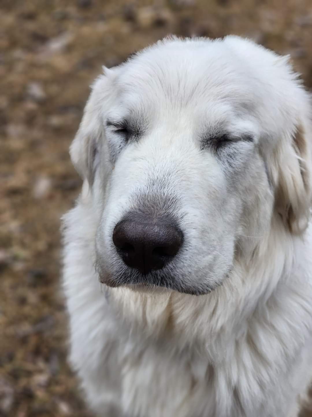 Ludo