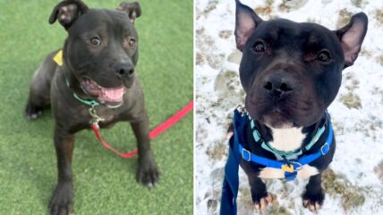 Too Dark to Be Chosen: Meet 6 Amazing Dogs Repeatedly Overlooked for Being Black  