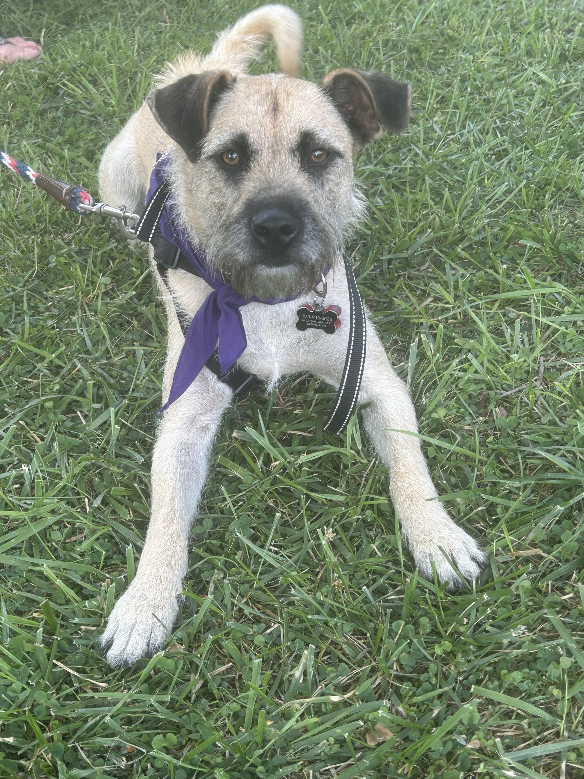 Josie - The Sweetest Dog Ever!