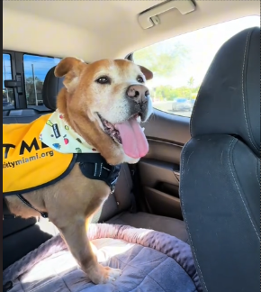 After 1,731 Days, This Shelter Dog Finally Finds a Home—& His Reaction is Heart Melting