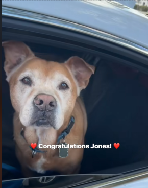 After 1,731 Days, This Shelter Dog Finally Finds a Home—& His Reaction is Heart Melting