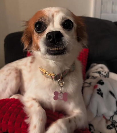Dog Breeds With Underbites