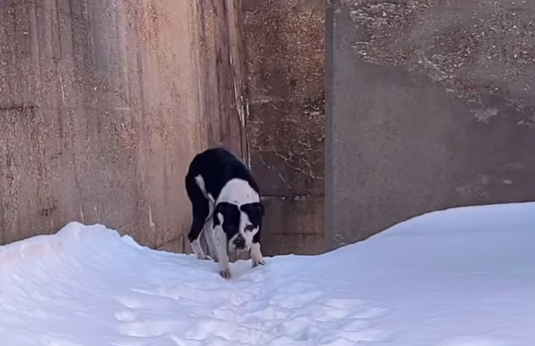 Dog Found in Snowy Abandoned Building Does The Sweetest Thing When Rescued