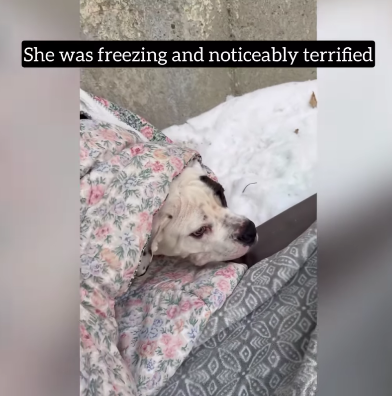 This 130-Pound Dog Was Freezing in the Snow; Saving Her Was Not Easy But Rescuers Refused to Give Up