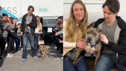 Watch This Pit Bull’s Emotional Send-Off After 604 Long Days in a Shelter