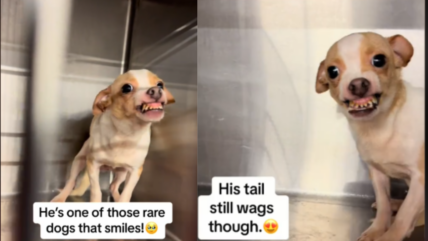 Chihuahua’s Extreme Underbite Tells a Sad Story—But He’s Still the Happiest Pup You’ll Ever Meet