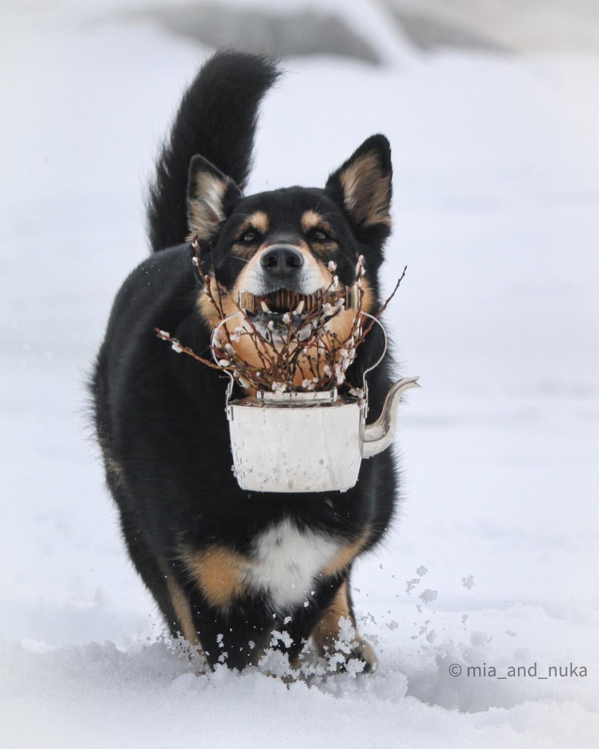 Lapponian Herder